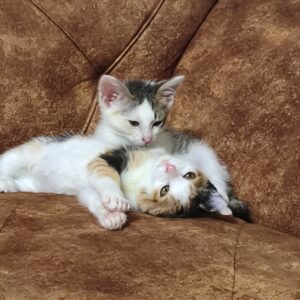 کُوت و کُوشکا واگذاری بچه گربه بی سرپناه