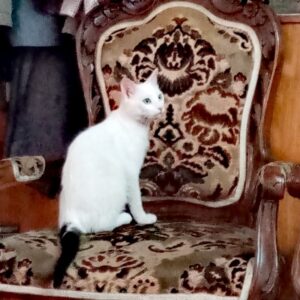واگذاری آقا گوله برف قدرتمند و قوی