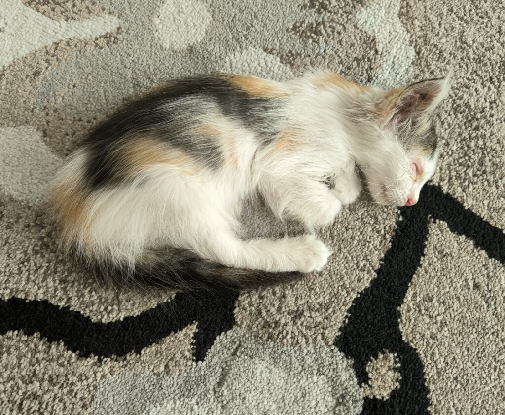 گربه ۲ ماهه نابینا