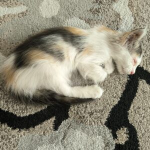 گربه ۲ ماهه نابینا