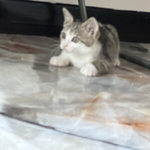 واگذاری گربه ماده دو ماهه