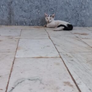 5 بچه گربه
