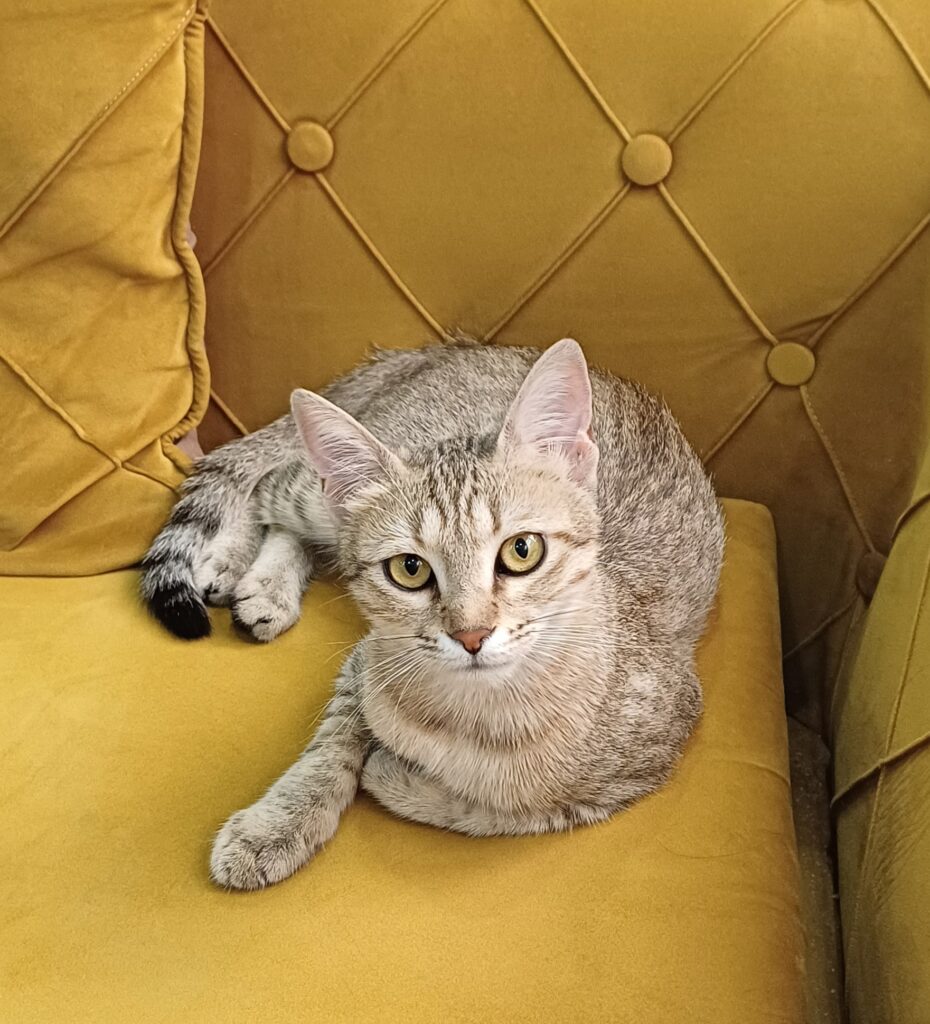 واگذاری گربه کوچولوی ماده