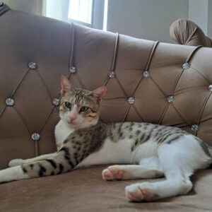 واگذاری رایگان گربه