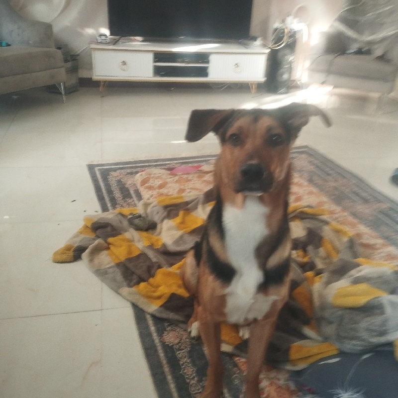 سگ نردوبرمن