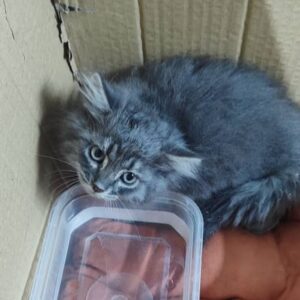 بچه گربه dsh