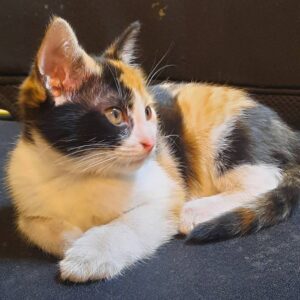 گربه دی اس اچ کالیکو ماده گمشده