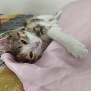 بچه گربه