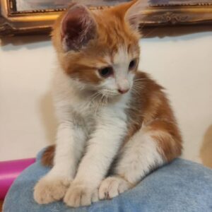 گربه زرد مهربون بازیگوش دستی بغلی