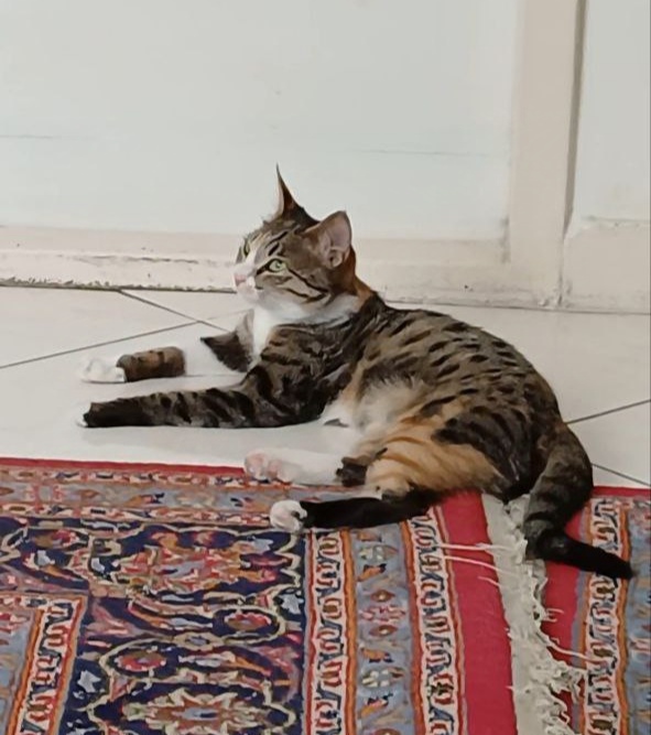 گربه دی اس اچ (خیابونی)