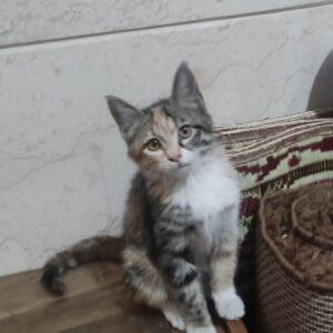 واگذاری فندق کوچولوی سه و نیم ماهه DSH