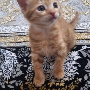 گربه نارنجی ماده ۲ماهونیم
