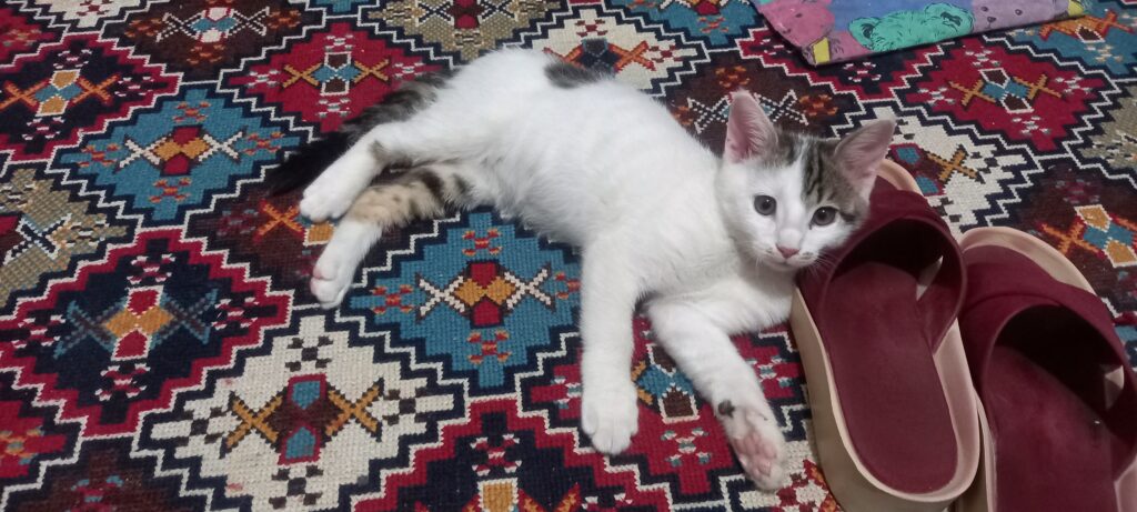 واگذاری رایگان گربه dsh