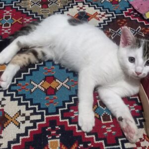 واگذاری رایگان گربه dsh
