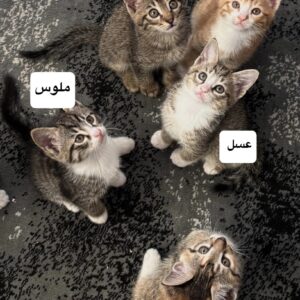 بچه گربه های ۴ماهه