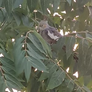 عروس هلندی خاکستری پیدا شده