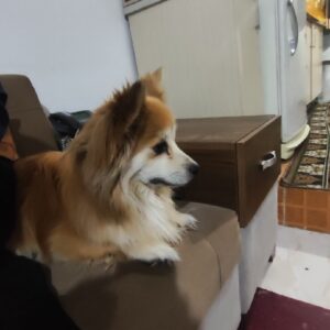 دو عدد سگ پامر اشپیتز خوشگل