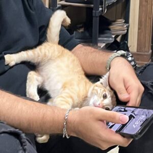 پیشی ناز و مهربون، بغلی و تو دل برو