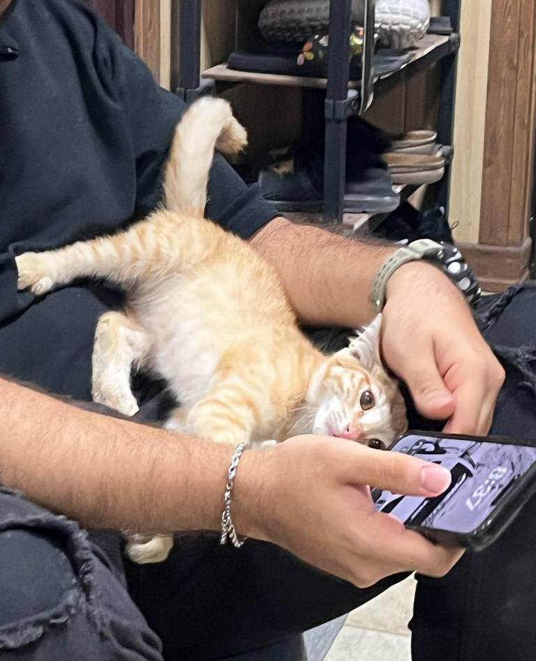 پیشی ناز و مهربون، بغلی و تو دل برو