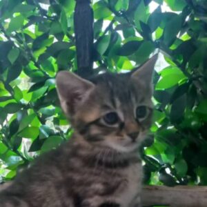 بچه گربه مهربان
