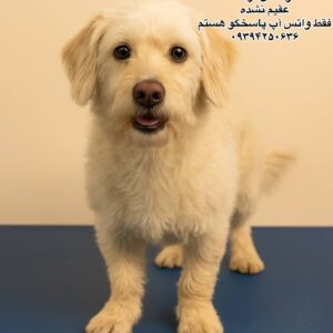 پسر دو ساله تریر