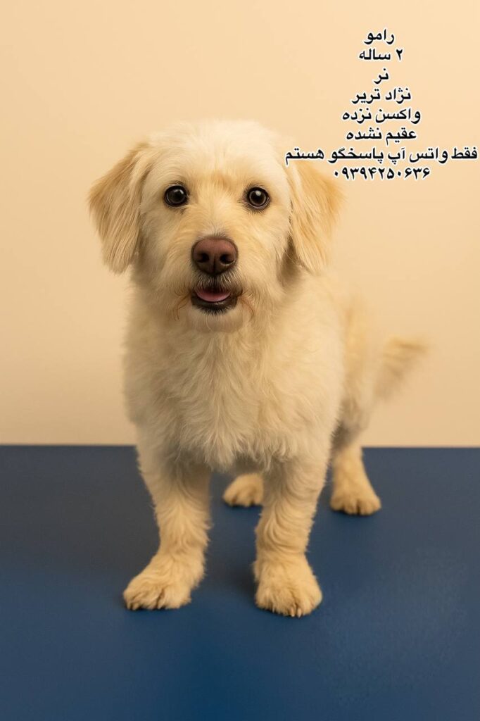 پسر دو ساله تریر