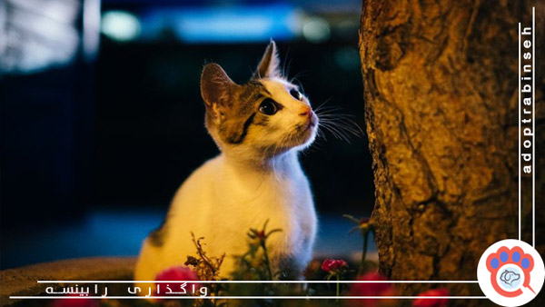 علت فعالیت بیشتر گربه‌ ها در شب