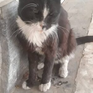 امداد فوری