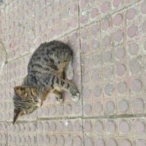 گربه نیاز به حمایت