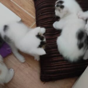 واگذاری رایگان مادر گربه ها با۴ بچه گربه
