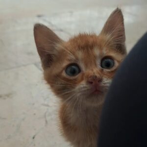 واگذاری بچه گربه‌ی DSH