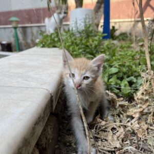 بچه هاى لپه