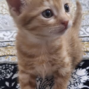 گربه نارنجی ماده شیطون ومهربون۲ماهونیم