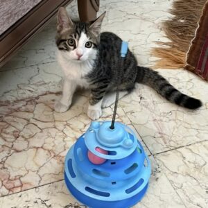 نی نی سر به هوا
