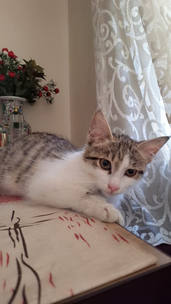 واگذاری گربه پسر سه ماهه