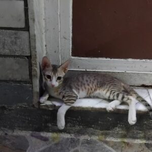 گربه DSH