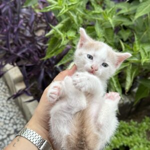 واگذاری گربه دو ماهه