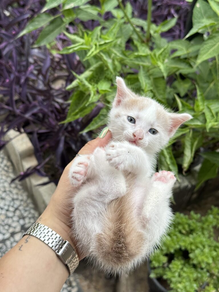 واگذاری گربه دو ماهه