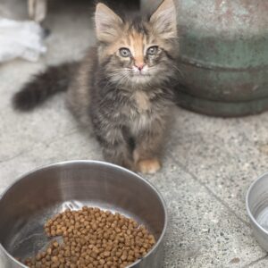 واگذاری بچه گربه