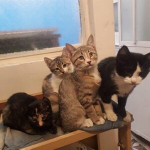 ۴عدد گربه ۴ماهه و۵عددبچه گربه ۲هفته ای با مادر