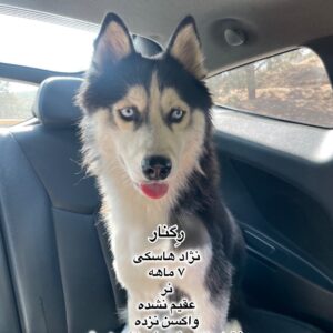 پسر هفت ماهه هاسکی