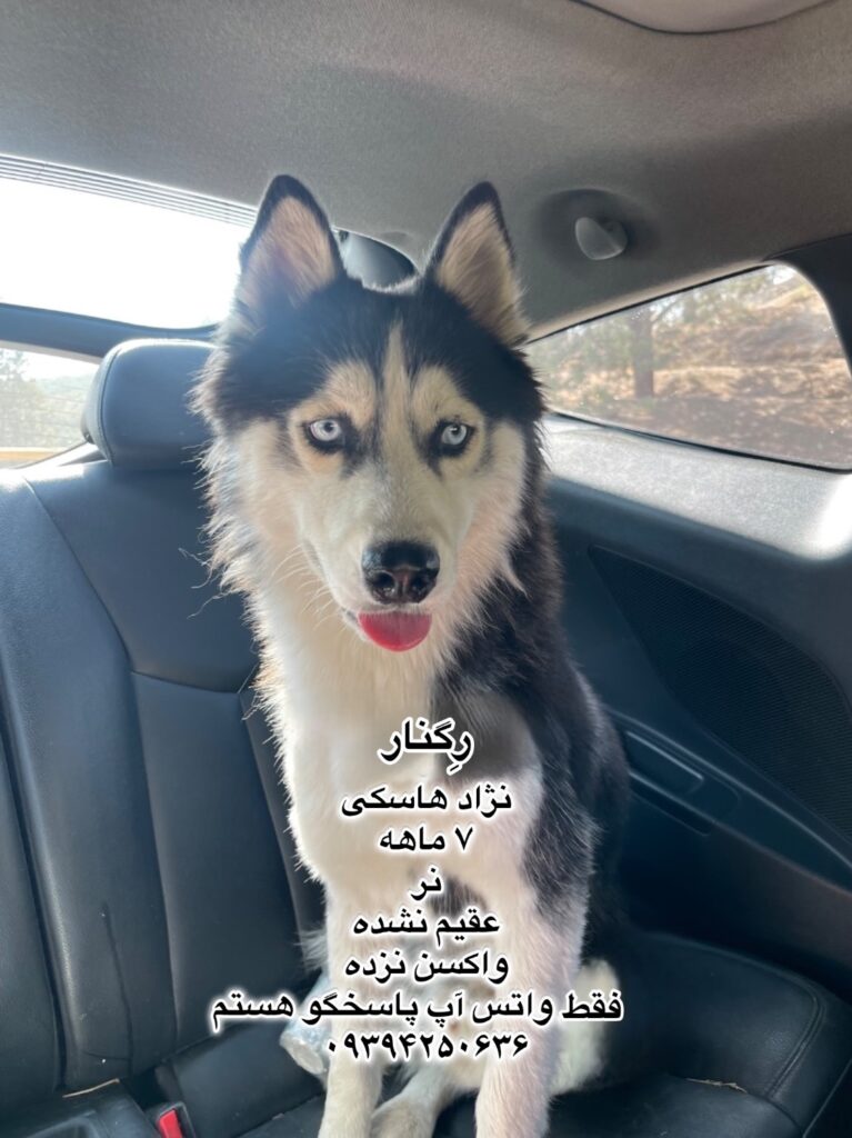 پسر هفت ماهه هاسکی