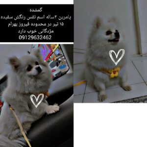 گمشده