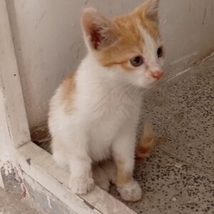 واگذاری بچه گربه یک ماههDshچ