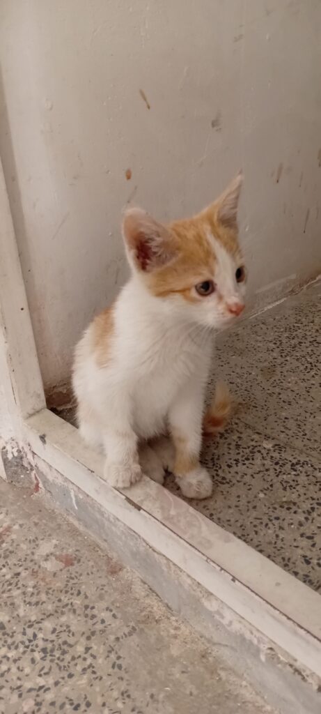 واگذاری بچه گربه یک ماههDshچ
