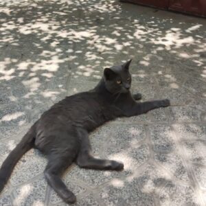 واگذاری گربه نر احتمالاً نژاد Russian Blue به سرپرست دلسوز و متعهد