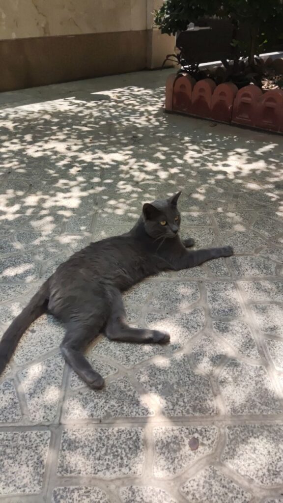 واگذاری گربه نر احتمالاً نژاد Russian Blue به سرپرست دلسوز و متعهد