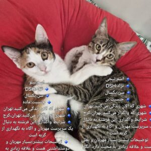 واگذاری رایگان دو فرشته DSH یکساله نر و ماده