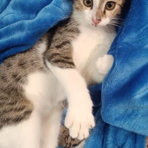 واگذاری بچه گربه