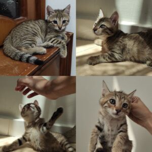 بچه گربه ناز و بقلی